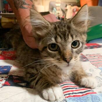 Stripe -  Domestic Short Hair Cat for Adoption in Long Beach, California - Stripe | PetCurious