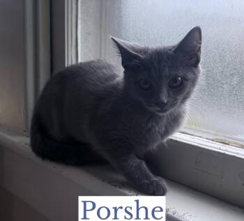 Porshe -  Domestic Short Hair Cat for Adoption in Berkeley Springs, West Virginia - Porshe | PetCurious