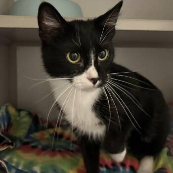 Yelena -  Domestic Short Hair Cat for Adoption in Mason City, Iowa - Yelena | PetCurious