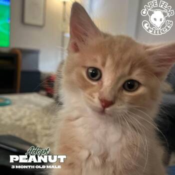 Peanut -  Domestic Long Hair Cat for Adoption in Wilmington, North Carolina - Peanut | PetCurious