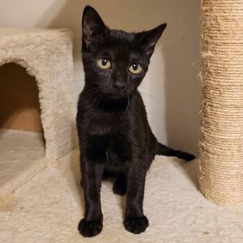 Dorothy -  Domestic Short Hair Cat for Adoption in Webster, Texas - Dorothy | PetCurious
