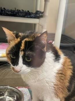Wynter -  Domestic Short Hair Cat for Adoption in Bellevue, Washington - Wynter | PetCurious