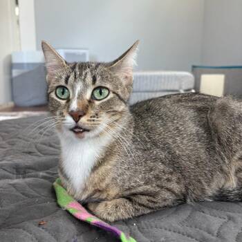Lady Bird -  American Shorthair Cat for Adoption in Houston, Texas - Lady Bird | PetCurious