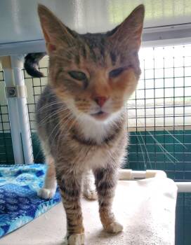 Bedelia -  Domestic Short Hair Cat for Adoption in Altoona, Pennsylvania - Bedelia | PetCurious