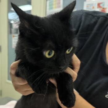 Shyla -  Domestic Short Hair Cat for Adoption in Murray, Utah - Shyla | PetCurious