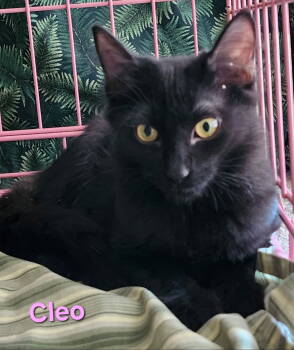 Rescue Domestic Medium Hair Cats for Adoption in Longwood, Florida - Cleo | PetCurious