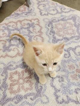 Rescue Domestic Short Hair and Tabby Cats for Adoption in Bartlesville, Oklahoma - Toby | PetCurious