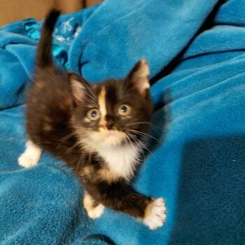 Turtle -  Domestic Short Hair Cat for Adoption in Mocksville, North Carolina - Turtle | PetCurious