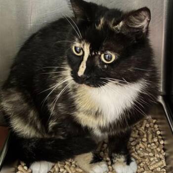 Rayban -  Domestic Short Hair Cat for Adoption in Windsor, Virginia - Rayban | PetCurious