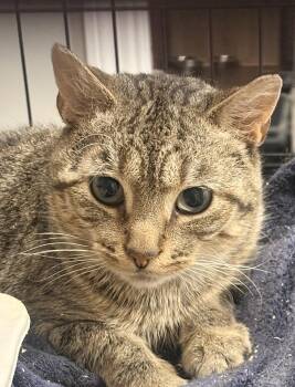 Gary -  Domestic Short Hair Cat for Adoption in Fredericton, New Brunswick - Gary | PetCurious