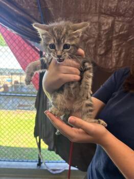 Domestic Medium Hair Cats Available for Adoption in Denham Springs, Louisiana - Mojito | PetCurious