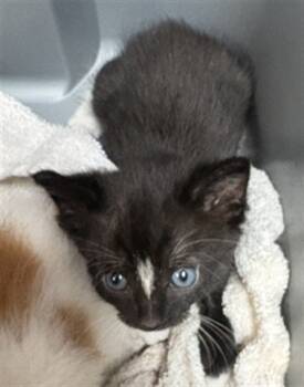 Rescue Domestic Short Hair Cats for Adoption in Fort Walton Beach, Florida - HERSHEY | PetCurious