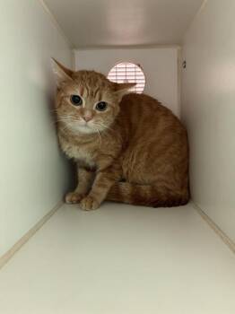 Domestic Short Hair Cats Available for Adoption - YO-YO | PetCurious