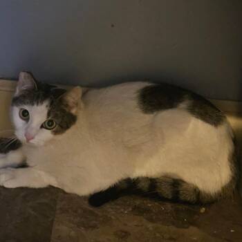 Domestic Short Hair Cats Available for Adoption - Lovely Girl | PetCurious