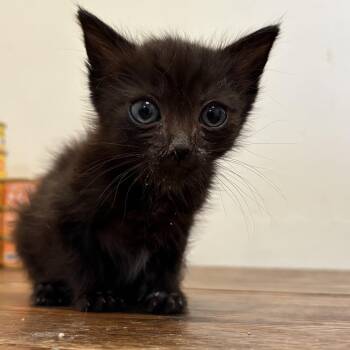 American Shorthair Cats Available for Adoption in Long Beach, California - Yuri | PetCurious