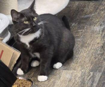 Domestic Short Hair Cats Available for Adoption in Mississauga, Ontario - Luna-Pet Valu Brampton  | PetCurious