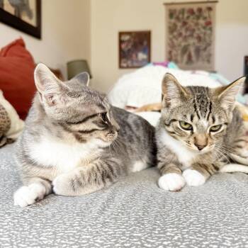 Fern & Hazel (Sisters Furrever) -  Domestic Short Hair Cat for Adoption in Gladstone, Oregon - Fern & Hazel (Sisters Furrever) | PetCurious
