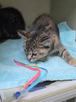 Fum -  Domestic Short Hair Cat for Adoption in Westland, Michigan - Fum | PetCurious