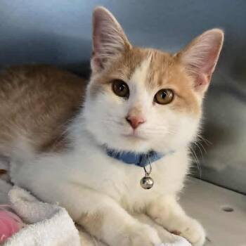 Rescue Domestic Short Hair Cats for Adoption in Lyle, Minnesota - Martin Wayne | PetCurious