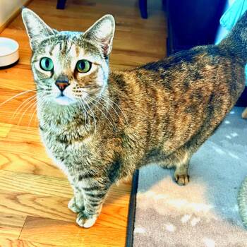 Calliope -  Domestic Short Hair Cat for Adoption in Houston, Texas - Calliope | PetCurious