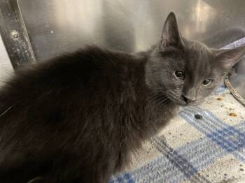 Rescue Domestic Medium Hair Cats for Adoption in Pittsfield, Illinois - Indigo | PetCurious