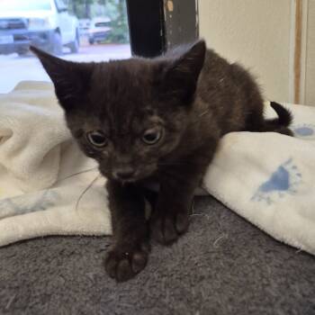 Rescue Domestic Short Hair Cats for Adoption in Fort Bragg, California - Noel | PetCurious