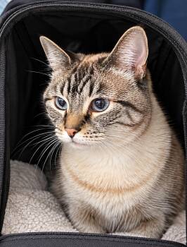 Dixie -  Siamese Cat for Adoption - Dixie | PetCurious