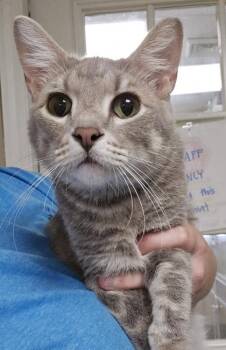 Mario -  Domestic Short Hair Cat for Adoption in East Brookfield, Massachusetts - Mario | PetCurious