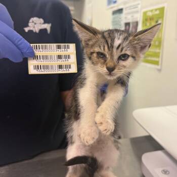 Brady -  Domestic Medium Hair Cat for Adoption in Charleston, West Virginia - Brady | PetCurious