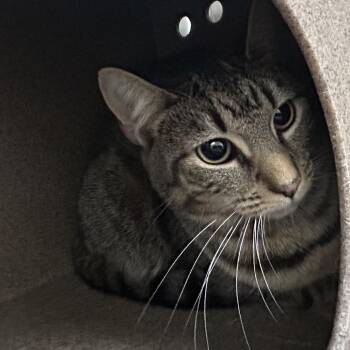 Domestic Short Hair Cats Available for Adoption - Rigatoni Murphy | PetCurious