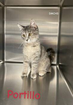 Rescue Domestic Short Hair Cats for Adoption in Burlington, Iowa - Portillo | PetCurious