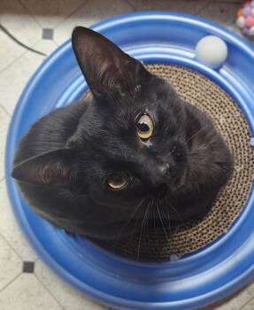 Domestic Long Hair Cats Available for Adoption - 26-01 Spooky | PetCurious