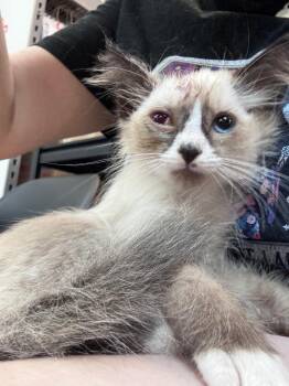 Harley Quinn -  Ragdoll Cat for Adoption in Johnson City, Tennessee - Harley Quinn | PetCurious