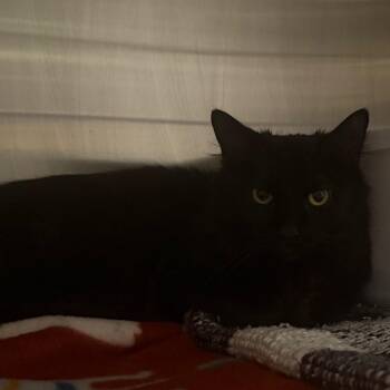 Domestic Long Hair Cats Available for Adoption - Juno Is At Petsmart GJ | PetCurious