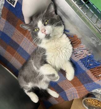 LILO- FIV+ -  Domestic Short Hair Cat for Adoption in Boston, Massachusetts - LILO- FIV+ | PetCurious