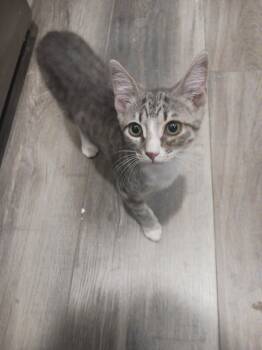 Ash (new) -  Tabby Cat for Adoption in Zephyrhills, Florida - Ash (new) | PetCurious
