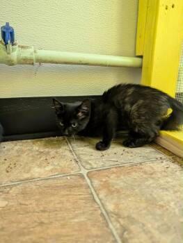 Coffee Bean -  Tortoiseshell Cat for Adoption in Grand Junction, Colorado - Coffee Bean | PetCurious
