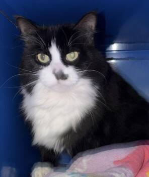 Mrs. Dash -  Domestic Medium Hair Cat for Adoption in Sault Ste. Marie, Michigan - Mrs. Dash | PetCurious
