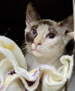 Rescue Siamese and Calico Cats for Adoption in Myrtle Beach, South Carolina - Coconut | PetCurious