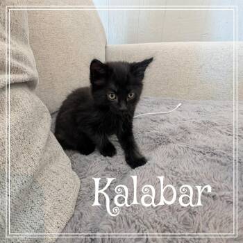 Kalabar -  Domestic Medium Hair Cat for Adoption in Monroe, Michigan - Kalabar | PetCurious