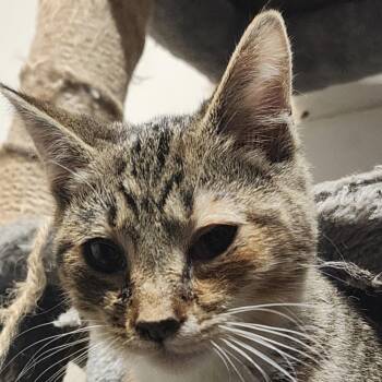 Rescue Domestic Short Hair Cats for Adoption in Chuckey, Tennessee - Apricot | PetCurious