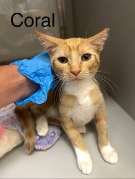 Rescue Domestic Short Hair Cats for Adoption in Randolph, Massachusetts - Coy Coral | PetCurious