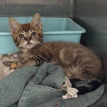 Pritchard 29787 -  Domestic Short Hair Cat for Adoption in Middleburg, Florida - Pritchard 29787 | PetCurious