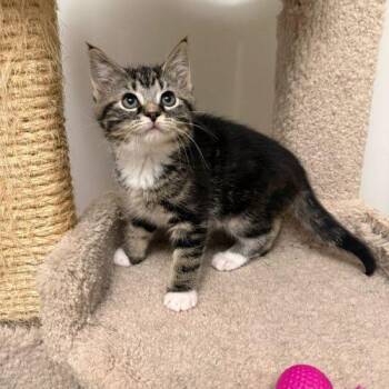 Cronut -  Domestic Short Hair Cat for Adoption in Toms River, New Jersey - Cronut | PetCurious