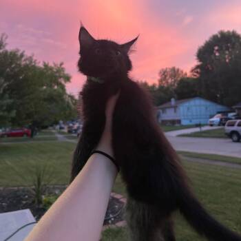 Harold (medium-hair) -  Domestic Medium Hair Cat for Adoption in Carmel, Indiana - Harold (medium-hair) | PetCurious