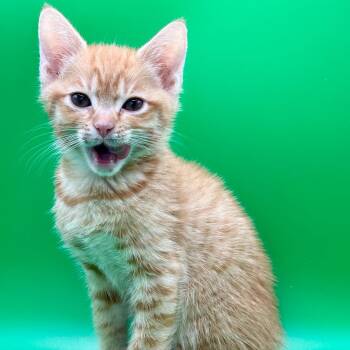 Kachow -  Domestic Short Hair Cat for Adoption in Los Angeles, California - Kachow | PetCurious
