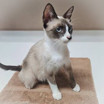 Rescue Snowshoe Cats for Adoption in St. Augustine, Florida - Selesta | PetCurious