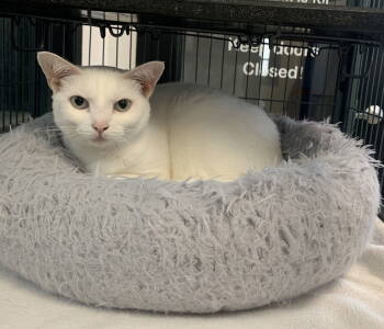 Rescue Domestic Short Hair Cats for Adoption in Sanford, Florida - Chloe | PetCurious