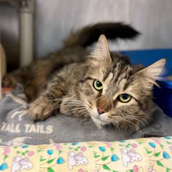 Domestic Medium Hair Cats Available for Adoption - Laura | PetCurious