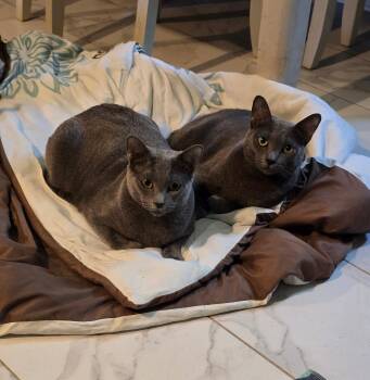 Smokey & Bandit -  Russian Blue Cat for Adoption in Cleveland, Texas - Smokey & Bandit | PetCurious